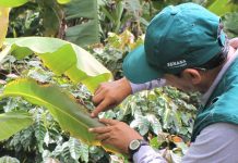 40 hectáreas de banano son afectadas por plagas en Piura