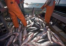 Produce da por concluida la veda reproductiva de jurel