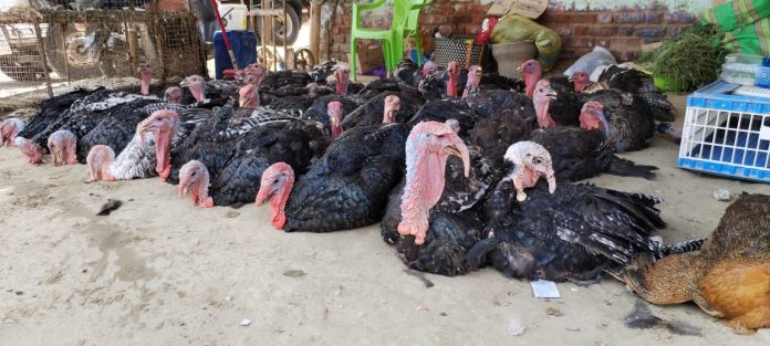 Navidad en Piura: inicia la venta de pavos y más opciones para esta cena navideña 2023