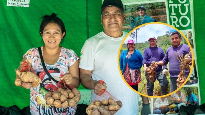 papa nativa piura Piura: agricultores cultivan papas nativas con innovadoras prácticas agroecológicas