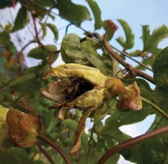 Huarmaca: más de 15 hectáreas de plantaciones de maracuyá afectadas por lluvias