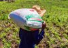 Agricultores del Medio y Bajo Piura piden créditos para compra de fertilizantes