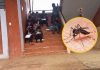 Ayabaca: plaga de zancudos invade la I.E. 141399 y pone en riesgo a más de 400 estudiantes