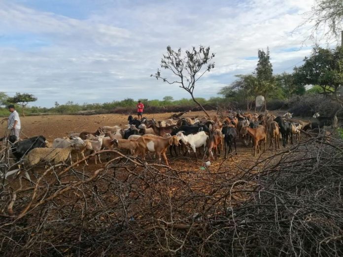 ININ: El bosque seco de Piura, principal ecosistema de la actividad caprina, necesita atención "particular"