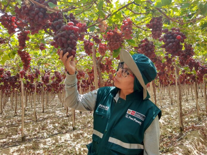 Piura es la segunda región exportadora de uva a nivel nacional, afirma Senasa