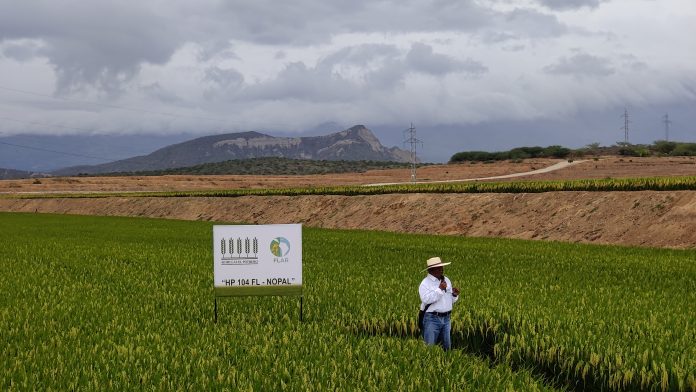 Semillas El Potrero lanza dos nuevas variedades de arroz con "alto potencial de rendimiento"