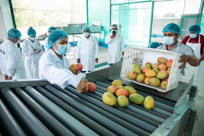 planta procesadora de mango Productores de Tambogrande exigen plantas procesadoras de mango