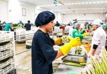 Sector agroindustrial