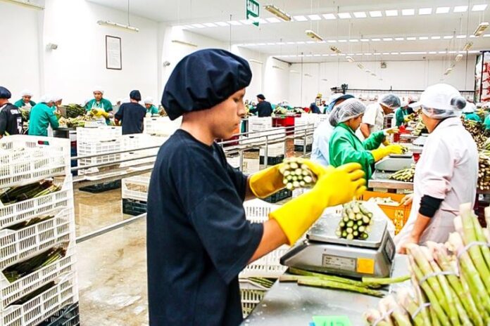 Sector agroindustrial