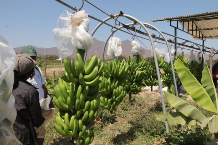 Alertan pérdidas de 4 mil hectáreas de banano por plaga fusarium Alertan pérdidas de 4 mil hectáreas de banano por plaga fusarium