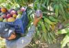 Agricultores de San Lorenzo esperan producir 400 mil toneladas de mango