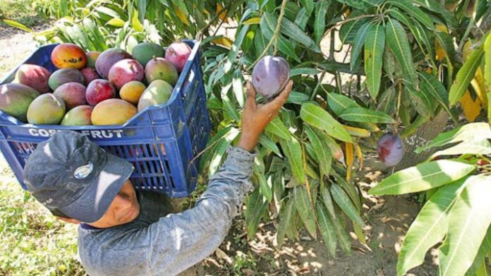 Agricultores de San Lorenzo esperan producir 400 mil toneladas de mango