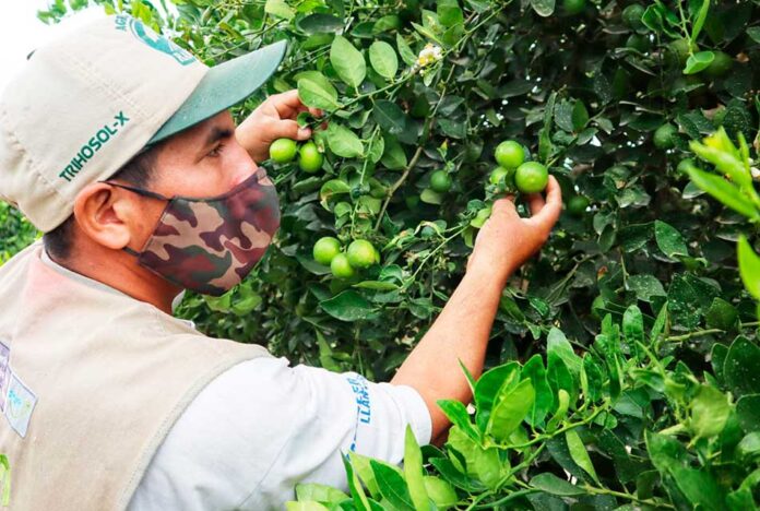 Procitus: hasta junio, las exportaciones de limón superaron las 30 mil toneladas