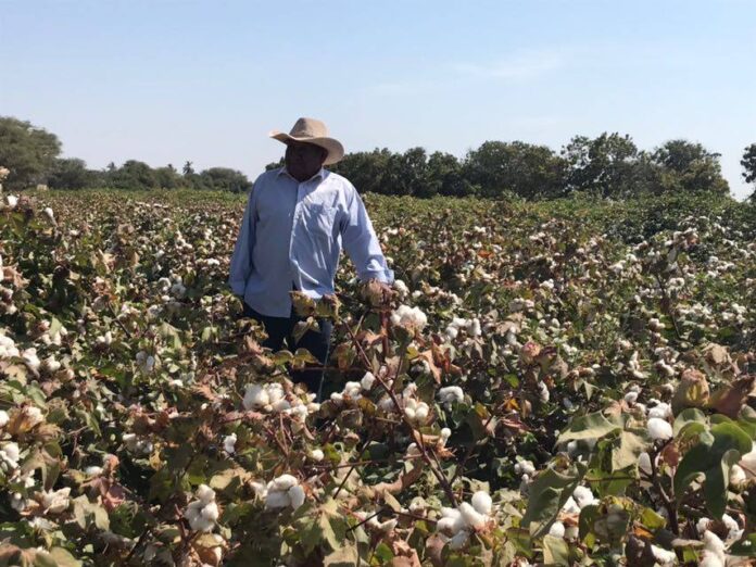 algodon piura 2 algodón "Salvemos al algodón piurano", pide dirigente ante intenciones de cultivo de transgénicos algodon piura 2 algodón
