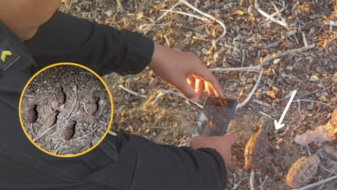 Cura Mori: agricultor halla 5 granadas enterradas cuando instalaba un cerco