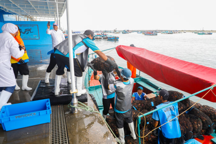 maricultura peru maricultura peru