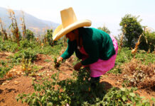 El distrito de Lalaquíz impulsa la producción de aguaymanto como motor de desarrollo local