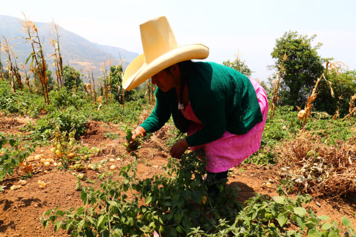 El distrito de Lalaquíz impulsa la producción de aguaymanto como motor de desarrollo local