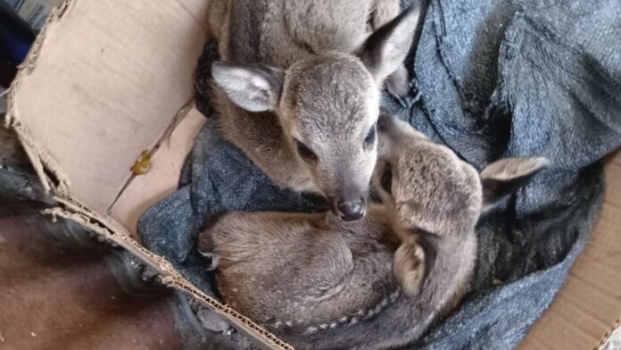 Huancabamba: cazadores abaten a una venado hembra y la población pide protección para sus dos crías