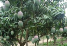 Mango y limón en riesgo de perderse por crisis hídrica