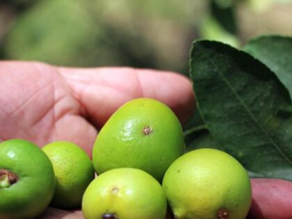Limón en riesgo en Somate Bajo