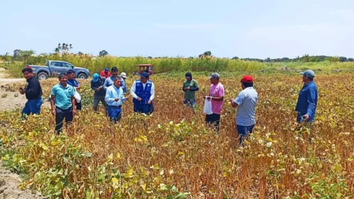 Dirección de Agricultura de Piura continúa acéfala pese a crisis agraria