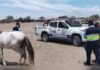 Sujeto se salva de ser linchado tras robo de caballo en La Unión
