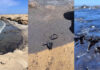 Derrame de petróleo en playas de Lobitos
