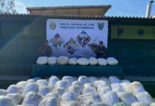 Policía incauta más de 1 tonelada de marihuana que iba a ser comercializada en Piura Policía decomisa más de 1 tonelada de marihuana que iba a ser comercializada en Piura