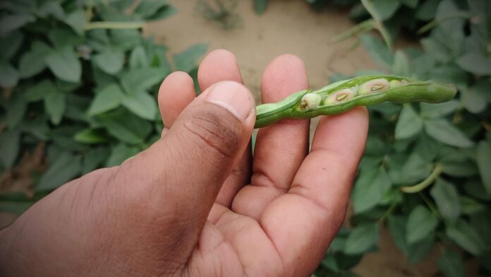 Lluvias potencian la agricultura en Tambogrande: más de 10 mil hectáreas cultivadas con frijol chileno dan fruto