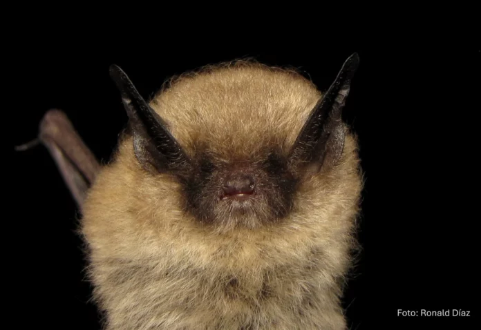 Descubren en Perú nueva especie de murciélago con el antebrazo más largo de su tipo