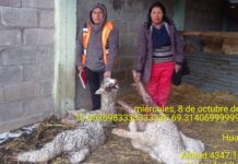 Cojata: Sospechan de pumas, zorros o perros en feroz ataque a alpacas