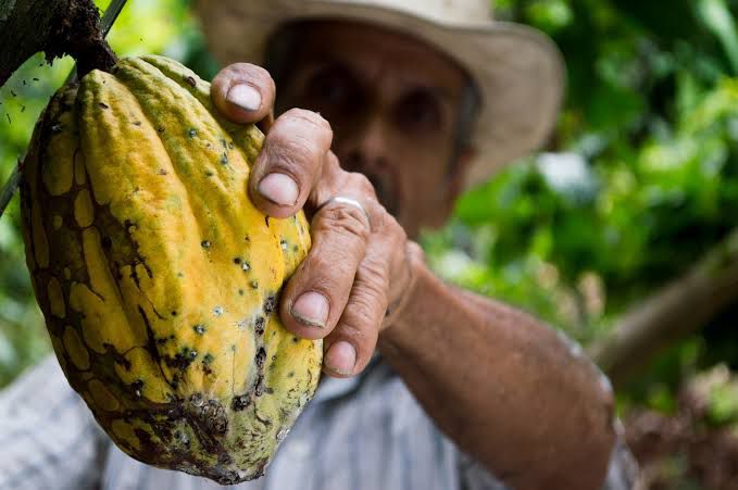 7 de cada 10 agricultores que producen cacao trabajan en la informalidad