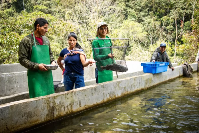 Familias del Vraem fortalecen la acuicultura con la crianza de más de 73 mil truchas en Pangoa y Andamarca
