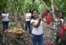 Del grano a la barra: Perú protagoniza la mayor revolución del chocolate a nivel mundial en los últimos 15 años