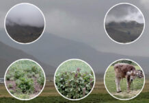 La lluvia: Única promesa que se cumple en el campo olvidado