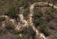 Piura pierde bosques secos: Osinfor alerta sobre la urgencia de su conservación