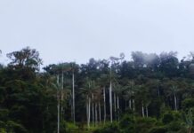 Cutervo: condenan a 4 años de pena suspendida a sujeto por tala ilegal en el Parque Nacional